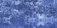 Hintergrundbild zeigt einen blau eingefärbten Auwald